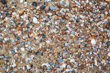Muscheln am Strand in Cadzand