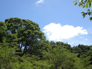 夏空と白い雲と大木
