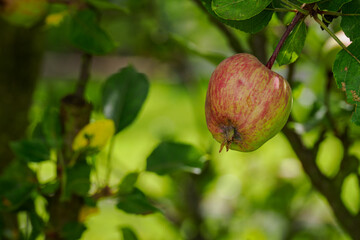 A small reddish apple on a tree.