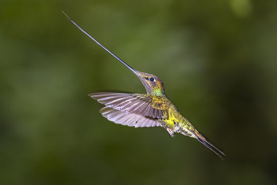 Sword-billed hummingbird (Ensifera ensifera) in flight, flying, rainforest, cloud forest, northern Ecuador, Ecuador, South America