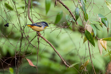 Male Spotted Pardalote