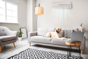 Cute Labrador dog lying on sofa in light living room