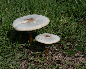 Two green-spore poison parasol mushrooms with white and light brown caps grow wild in green grass.