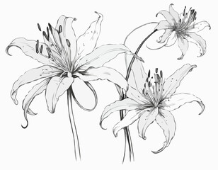 Nerine flower, spider lily, contour black line drawing isolated on white background, for design and decoration