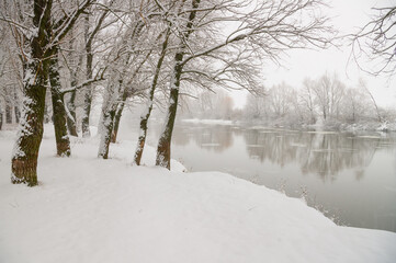 Snow-covered trees on the bank of a winter river.