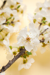 Blooming branches on beige background, closeup