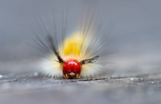 Colorful caterpillar macro shot