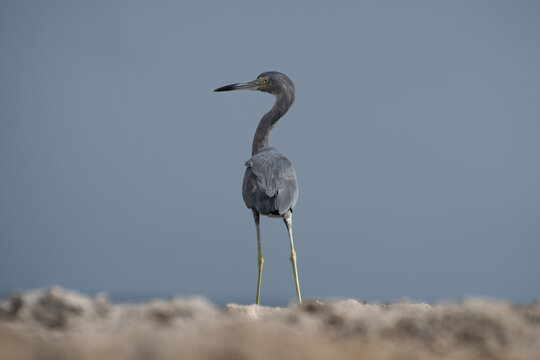 Little Blue Heron Bird standing proud 