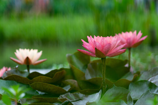 Pink and white lotus flowers with grassy background