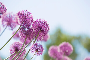 Allium Ostara on a sunny summer day