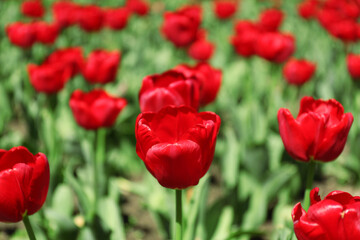 Beautiful red tulips on spring day, closeup