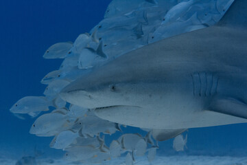 Female bull shark swimming