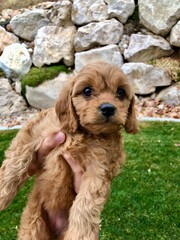 Fototapeta premium Cavapoo Puppy