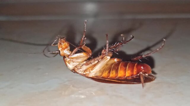 upside down cockroach