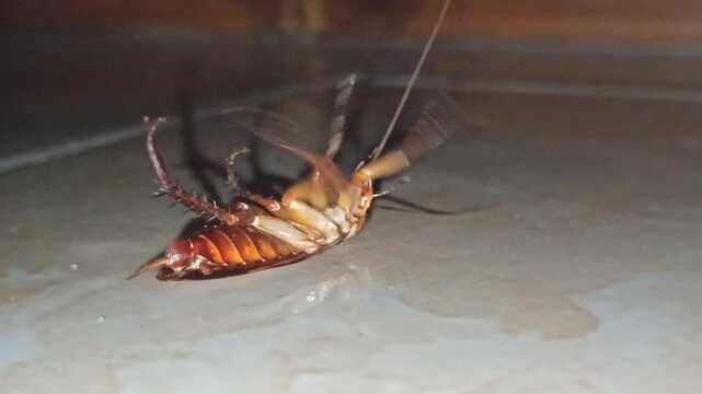 upside down cockroach
