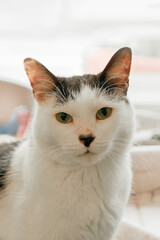 White and gray cat sits in house of cat shelter close up, copy space