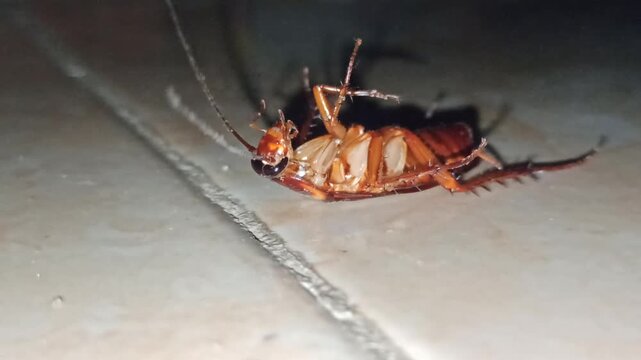 upside down cockroach