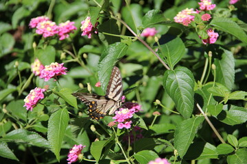 Angular Shot of Butterfly Feeding on Lantana