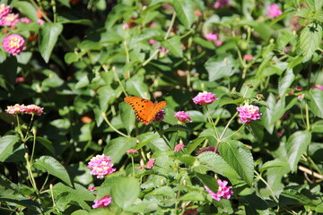 Orange Butterfly Feeding On Lantana