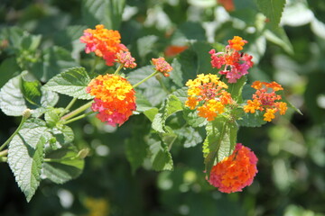 Close-up of Lantana In Summer