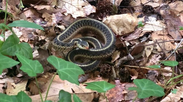 Angry Garter snake in a threat pose in the Delaware forest.

