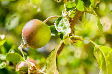 Fototapeta premium Green apples on a tree. Selective focus. London, UK, 19 June 2024 