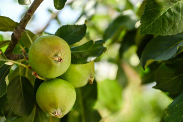 Green apples on a tree. Selective focus. 
London, UK, 19 June 2024
