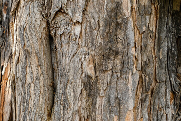 Tree bark texture. London, UK, 19 June 2024.