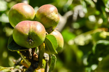 Green apples on a tree. Selective focus. ondon, UK, 19 June 2024