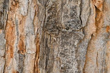 Tree bark texture. London, UK, 19 June 2024.