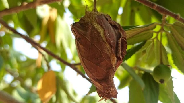 the cocoon on tree