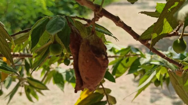 the cocoon on tree