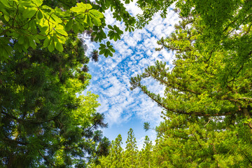 林の中から見上げる青空