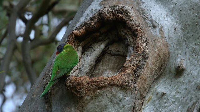 Australian adult Rainbow Lorikeet scared off by adult Little Corella coming out from gum tree hollow then flies away