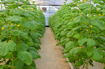 Cucumber plant and flowers