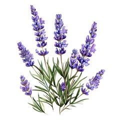 Naklejka premium lavender flower vector illustration 