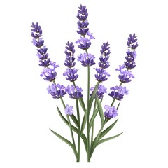Naklejka premium lavender flower vector illustration 