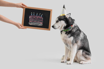 Cute husky dog in party hat and hands holding chalkboard with drawn cake on white background. Birthday celebration © Pixel-Shot