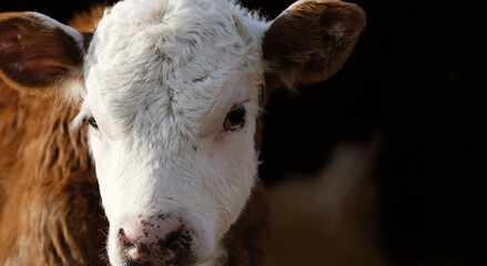 Hereford calf cow on farm closeup of cute face of breed.  Agriculture beef industry concept.