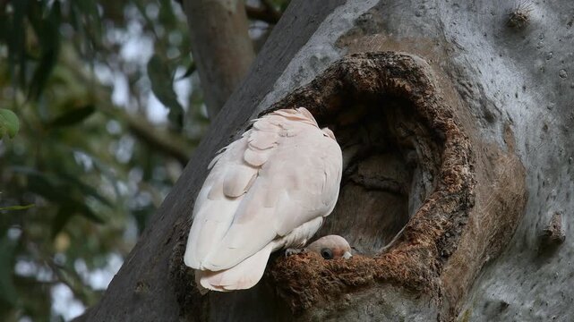 Two Australian adult Little Corellas -Cacatua sanguinea- perched on a gum tree hollow preening copy space