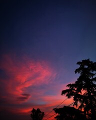 Fototapeta premium sunset and tree