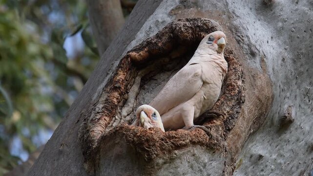 Two Australian adult Little Corellas -Cacatua sanguinea- perched gum tree hollow looking around copy space