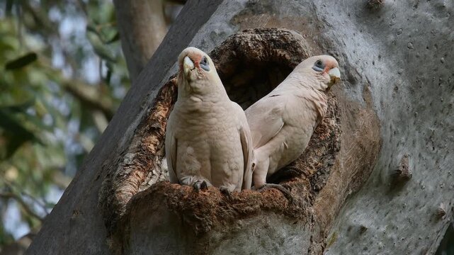 Two Australian adult Little Corellas -Cacatua sanguinea- perched gum tree hollow looking around quickly flies away 