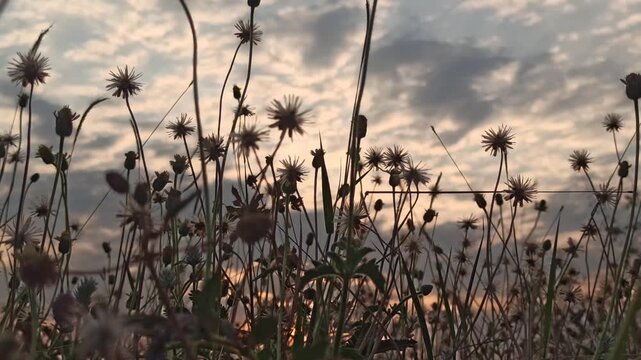dandelion flower