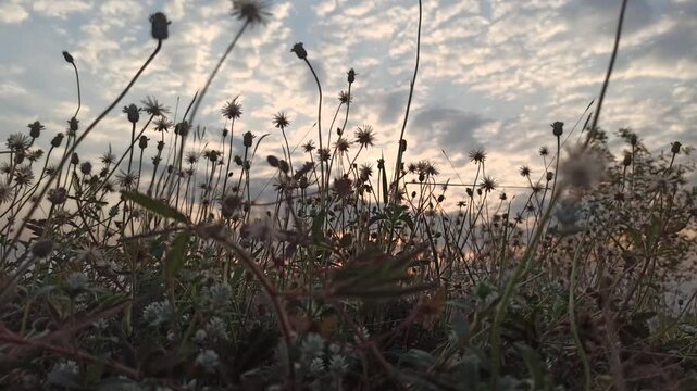 dandelion flower