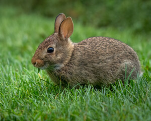 Rabbit eating grass