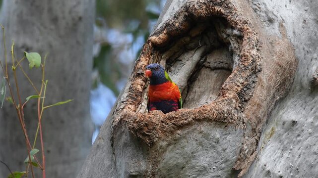 Australian adult Rainbow Lorikeet -Trichoglossus moluccanus- pops up from gum tree hollow looks around starts preening 