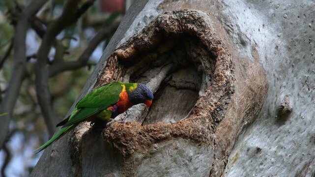 Two Australian adult Rainbow Lorikeets -Trichoglossus moluccanus- perched drinking water gum tree hollow one flies into frame