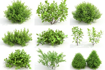 Various Types of Lush Green Plants Arranged Neatly on a White Background