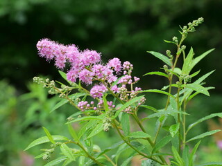 ホザキシモツケ